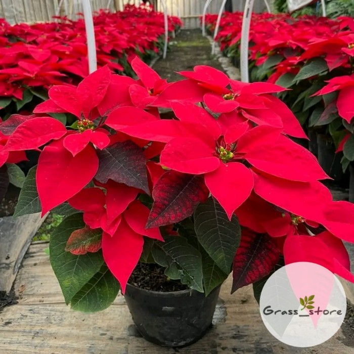 Tanaman hias kastuba merah - bunga kastuba - kastuba tanaman pot