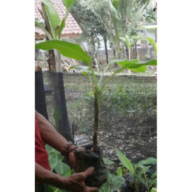 

Bibit pisang ambon unggul, rasa manis banyak disukai Big Sale ............................Code : 125