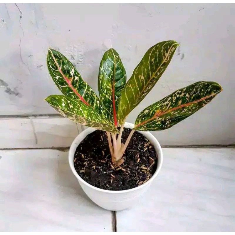 Bunga Aglonema Donakarmen Segar Rimbun Murah Aglo Donacarmen