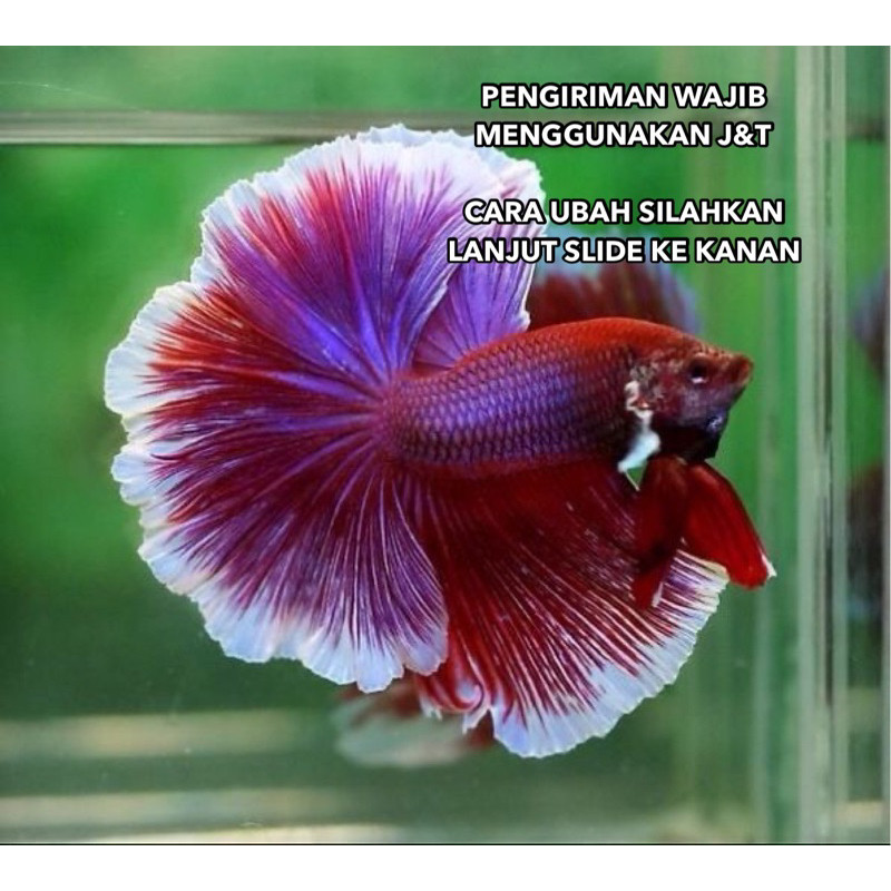 grooming CUPANG HALFMOON LAVENDER PINK, TOSCA, HIJAU, UNGU, BIRU REAL PICT BEST SELLER hiasan akuari
