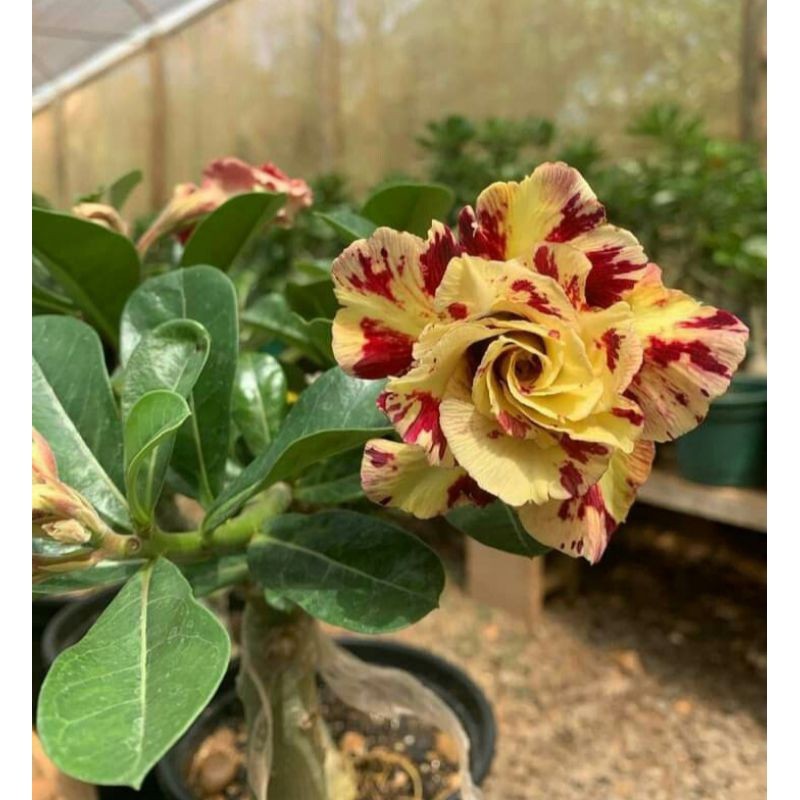 Bibit bunga adenium tumpuk twister-adenium bahan bonsai-kamboja jepang adenium bonggol besar-bunga a