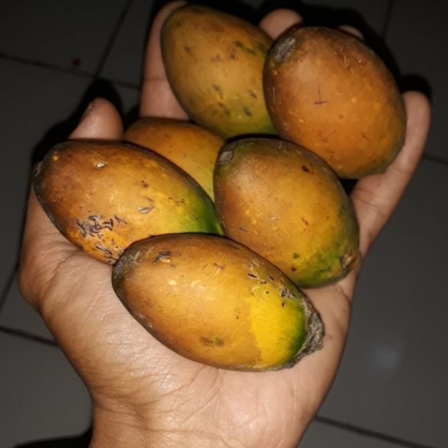 

Baru Buah Pinang Tua asli 1 kg buah jambe tua murah COD