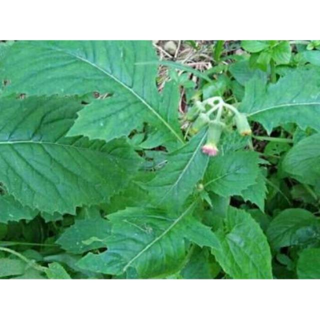 

Daun Sintrong Segar 1 Kg