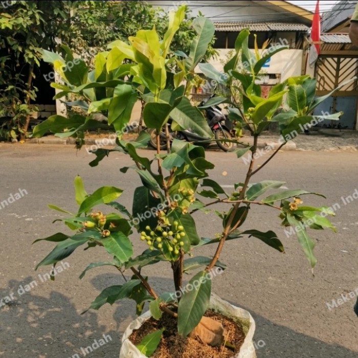 Pohon jambu air kancing merah besar, tanaman buah jambu air kancing - MADU DELI