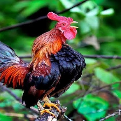 

Fertil Telur ayam ketawa dangdut slow gretek fertil siap ditetaskan