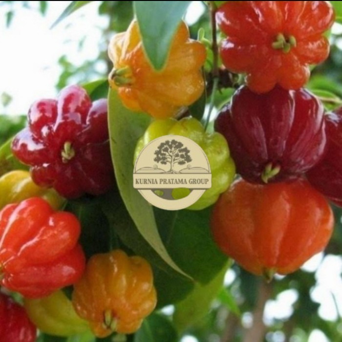 Bibit buah Dewandaru / Cermai merah Belanda unggul