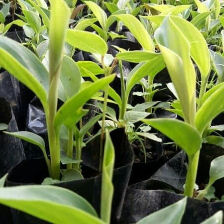 Bibit kecombrang hijau sehat dan segar