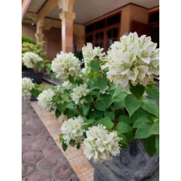 Tanaman hias bunga bougenville singapur Putih bibit ori / bogenvil sj putih  / bugenvil sj putih / s