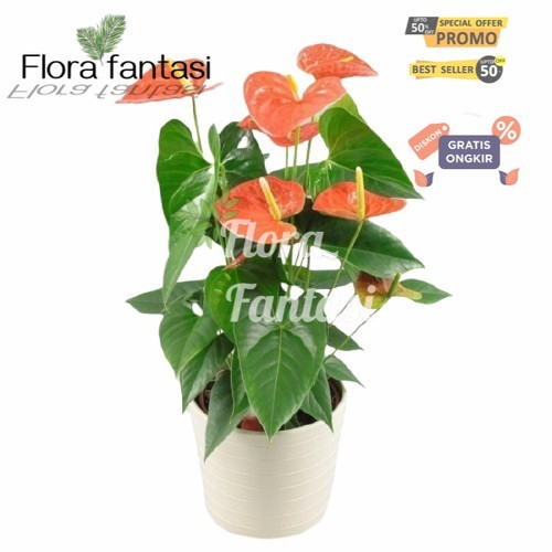 anthurium mickey mouse ORANGE // tanaman anturium mickey mouse orange / antorium / bunga anthurium h
