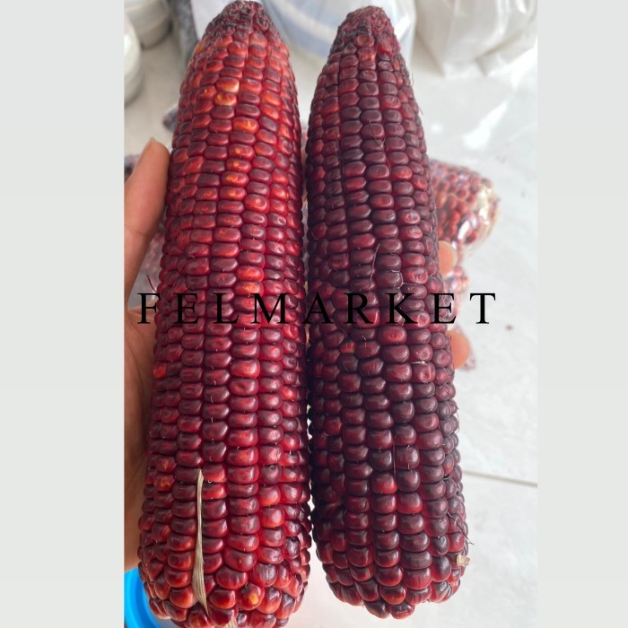 

Jagung Ketan Ungu / Jagung Ketan Cocok Untuk diet / Jagung Fresh / 3 Pcs