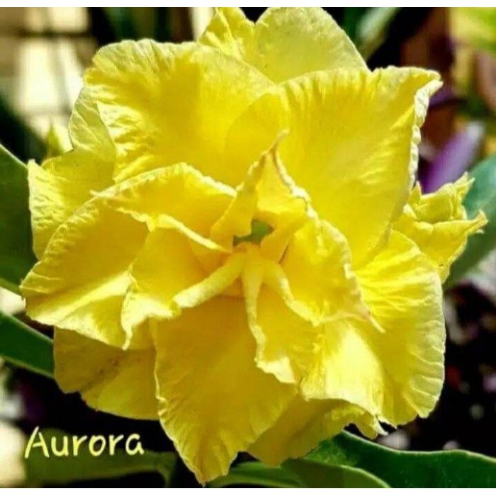 tanaman hias adenium kambang tumpuk kuning