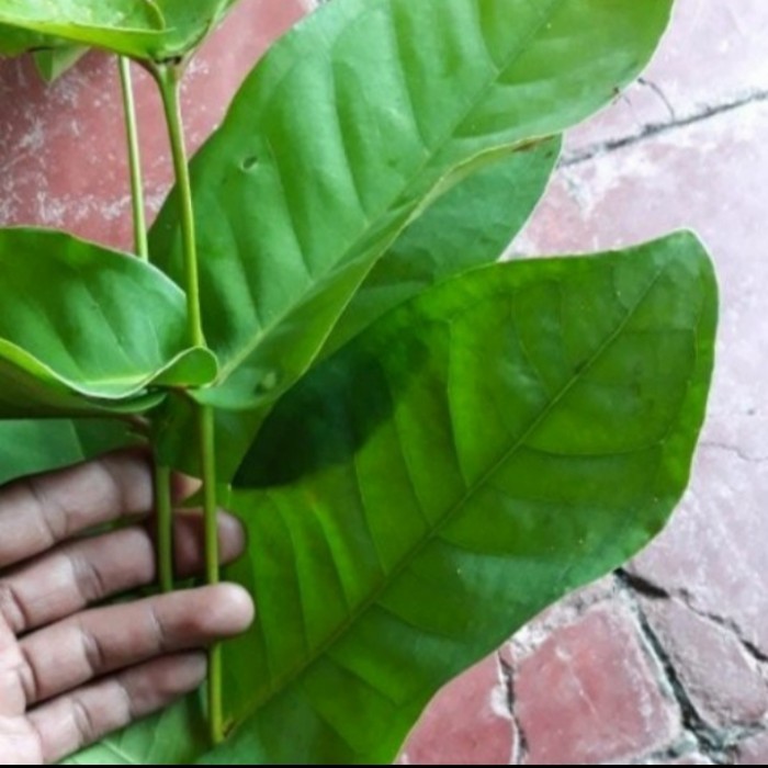 

Daun Jambu Air Segar per 500 gram (obat herbal) terlaris