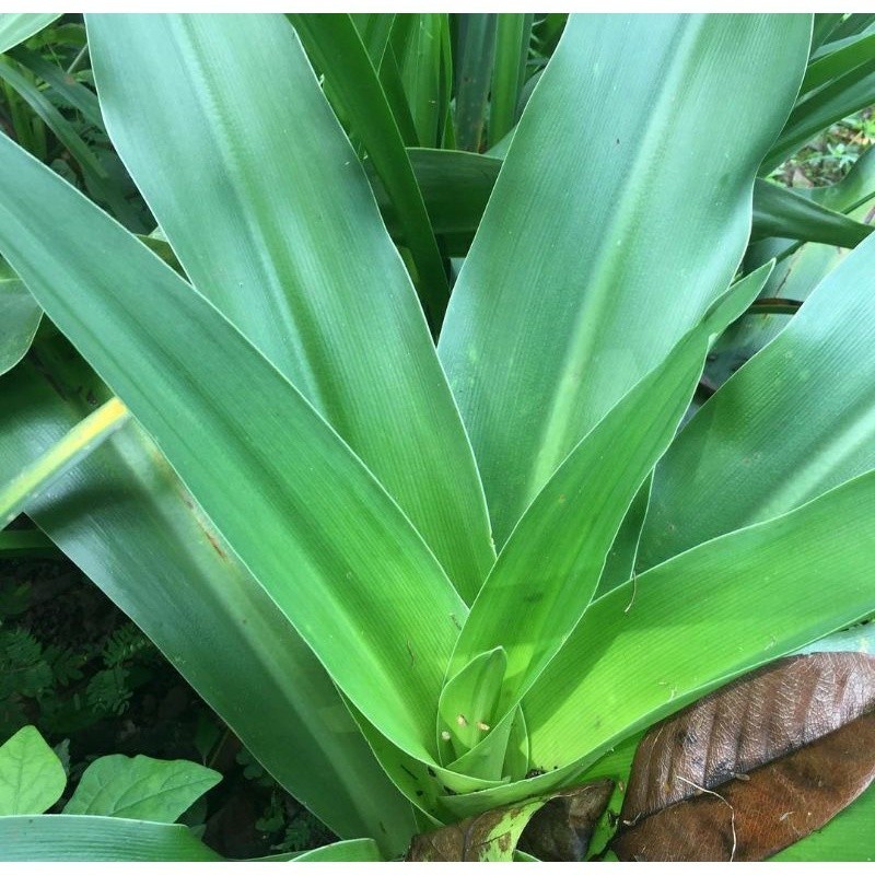 

Daun Bakung 200gram Anti Patah Tulang