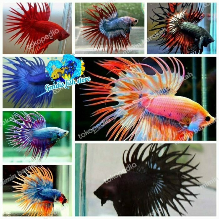 Ikan Cupang Serit Crowntail Sepasang / Cupang Serit sepasang Top Tankmate