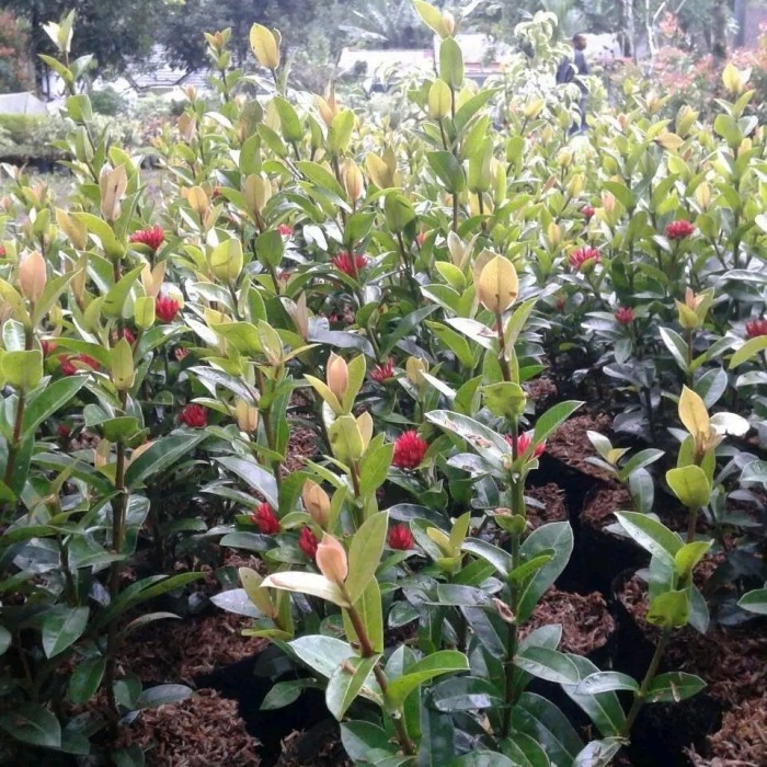 tanamana hias asoka mini bunga merah / asoka india