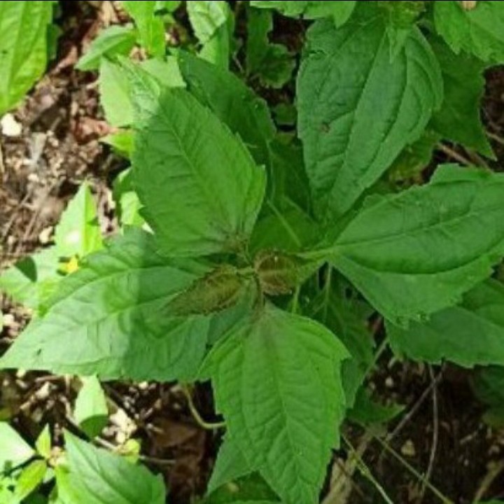 

Daun kirinyuh/balakacida segar obat herbal