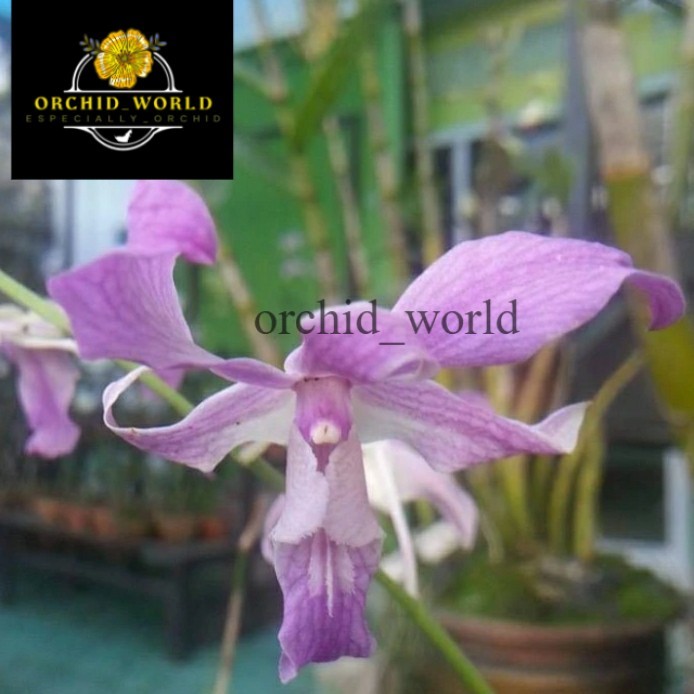 Tanaman hias anggrek dendrobium superbiens _ tanaman anggrek