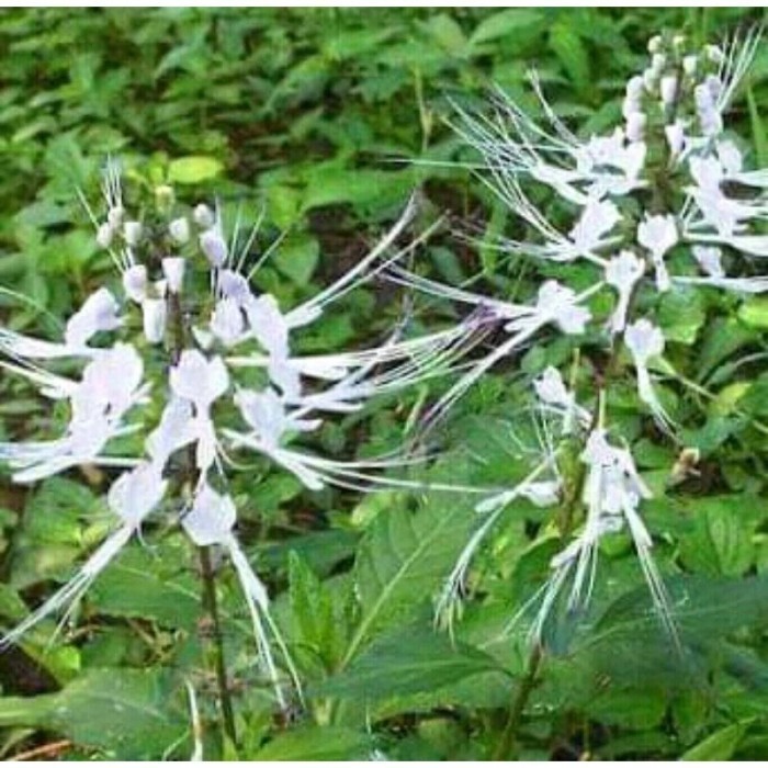 

daun kumis kucing obat ginjal 1kg