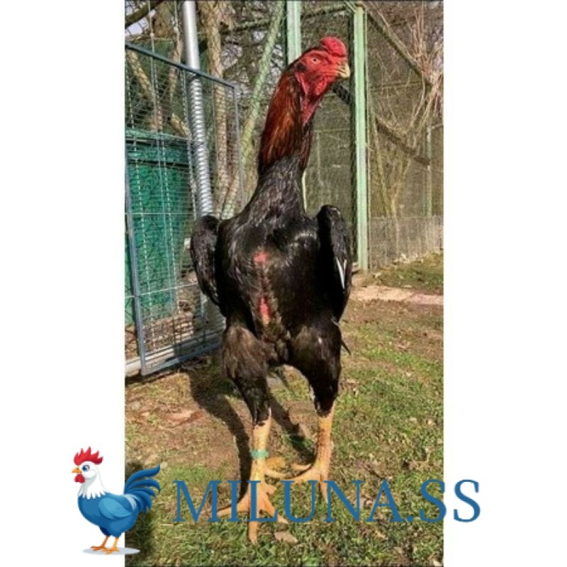 

FERTIL TELUR TETAS AYAM RAINBOW UNTUK DI TETASKAN