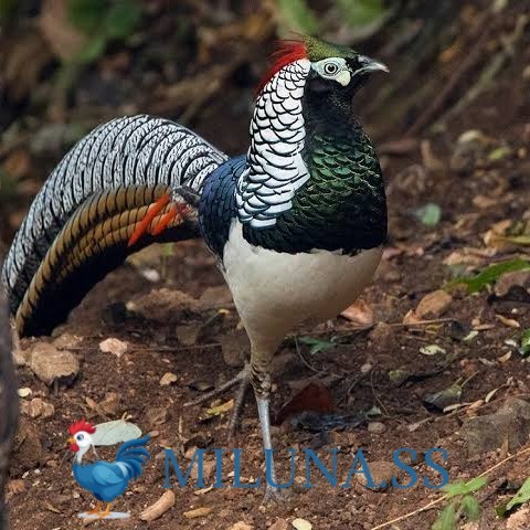 FERTIL TELUR AYAM hias ringneck lady amherst pheasant  asli