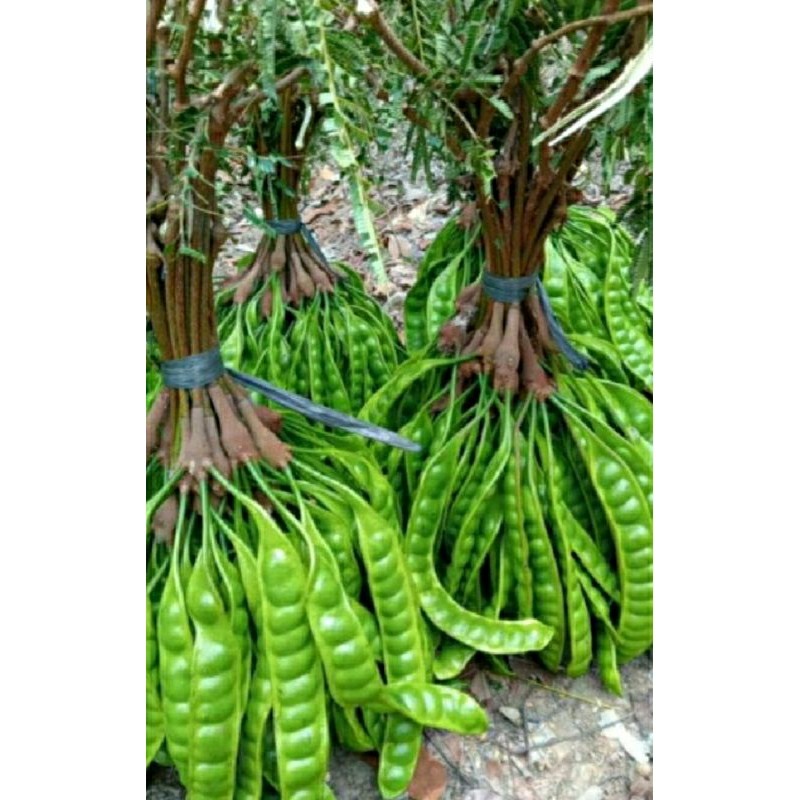 

TEBUS MURAH pete murah baru panen selalu tersedia. petei tua harga per lonjor geh.