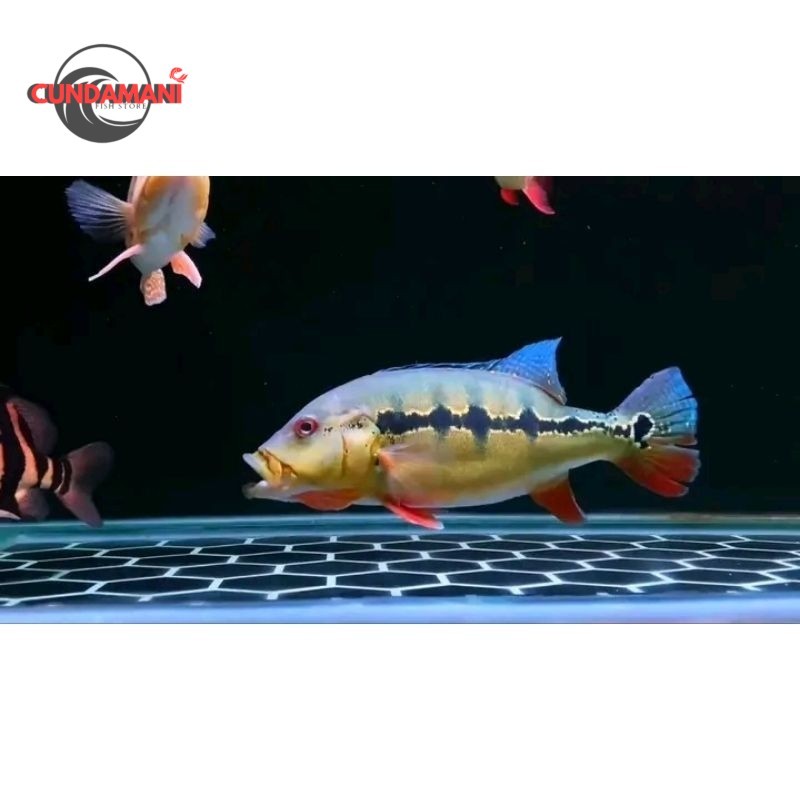 Super promo  Pbass Intermedia Good Marking Size 6-7cm Realsize Bergaransi Cod Pbass Kelbery Pbass Br