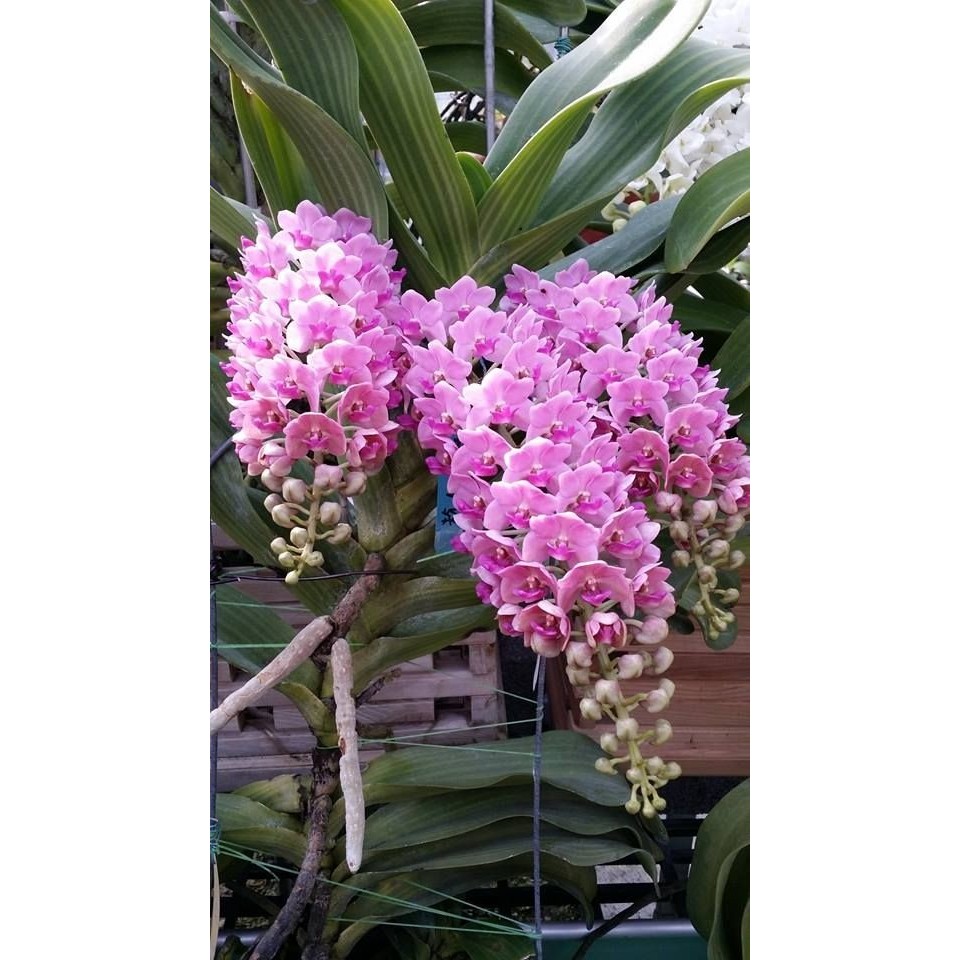Rhynchostylis Gigantea Pink DEWASA