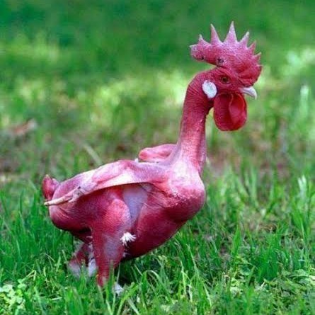 

Fertil Telur ayam tanpa bulu / ayam gundul siap ditetaskan - ayam tanpa bulu