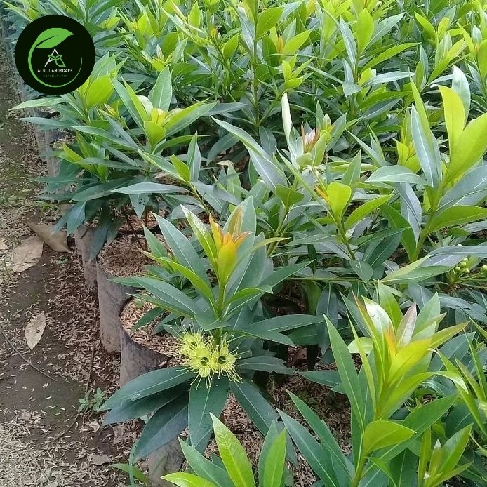 tanaman hias santos lemon - bunga santos lemon