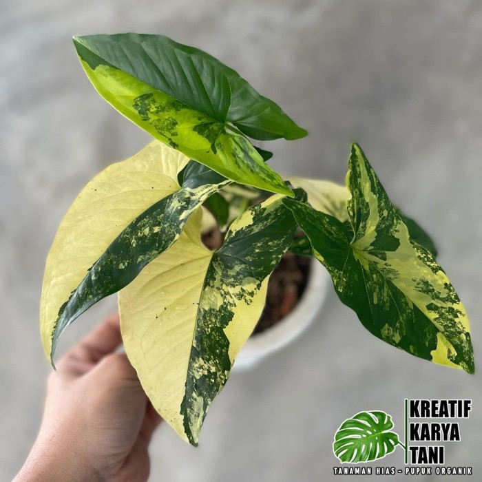 ( PROMO ) Syngonium yellow variegata - Syngonium aurea yellow varigata