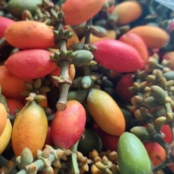

Tangkil segar, untuk sayur asem siap pakai untuk segala kebutuhan memasak sesuai kebutuhan masing masing