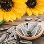 

Kuaci Rebo 1 kg / kuacirebo / Kuaci bunga matahari 1 kg / HALAL