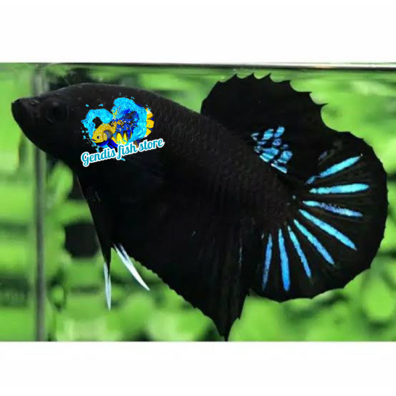 CUPANG bagan aduan PAKET ISI 5 super hitam pekat, mental galak, jantan Tankmate