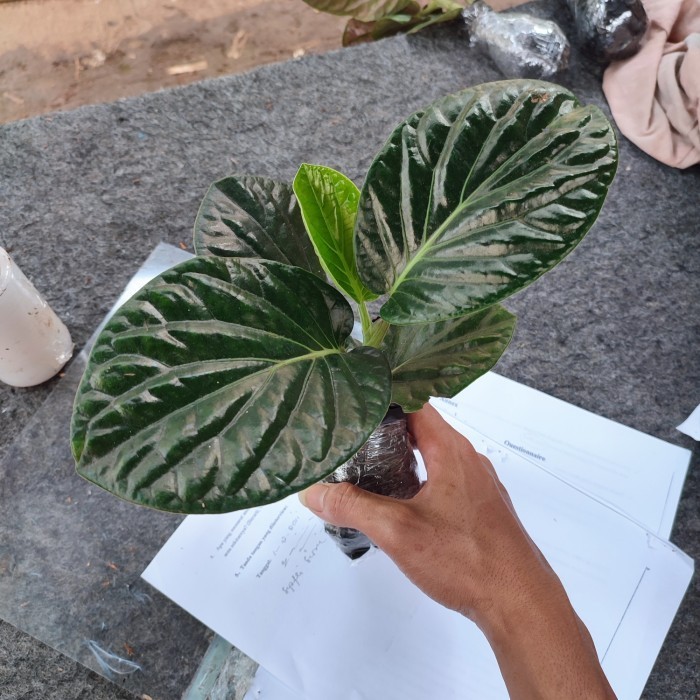 PROMO tanaman hias sirih papua paper / tanaman herbal sirih hitam