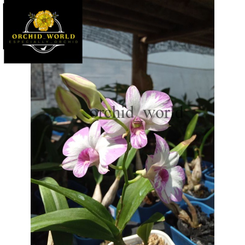 Anggrek dendrobium enobi