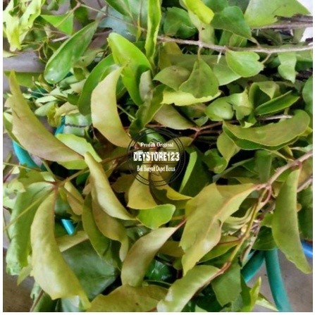 

Daun Benalu Jeruk Nipis Segar Langka 1Kg Murah Obat Herbal Obat Tradisional Obat Alami
