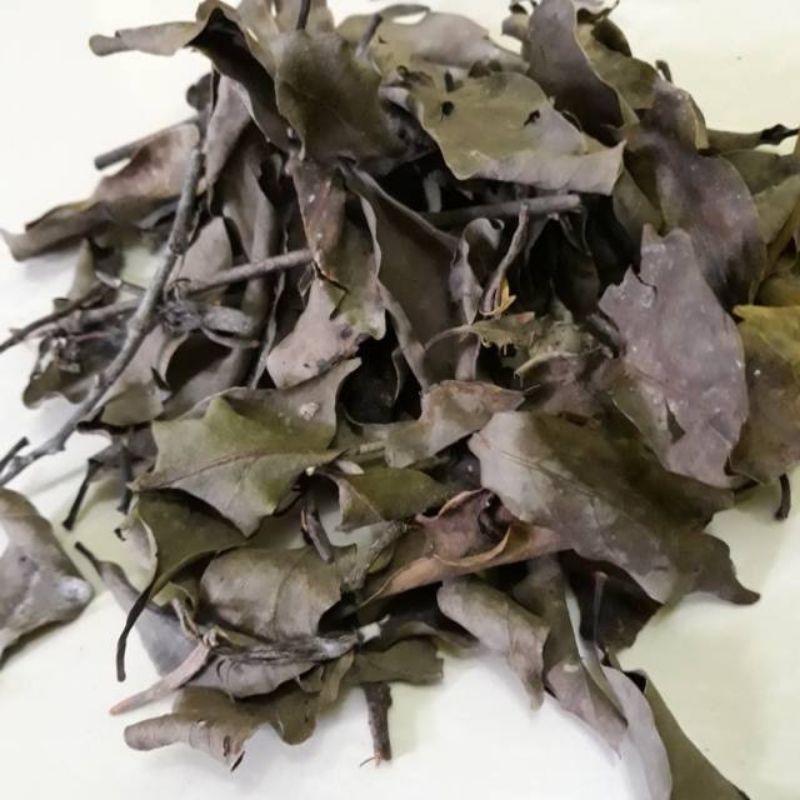 

Promo daun benalu kering 100 gram /benalu alpukat (SRH)