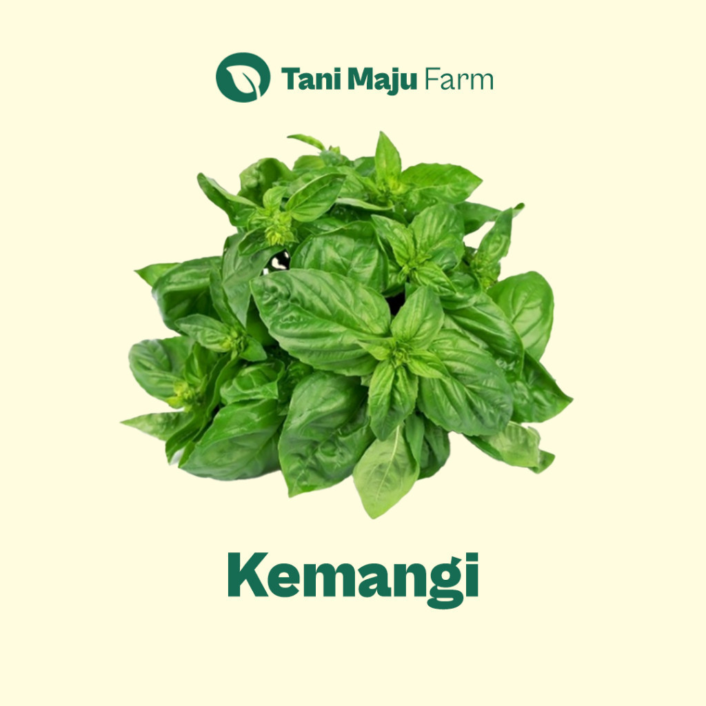 

Kemangi Fresh Organik (100 gram) - Sayuran BRKAH