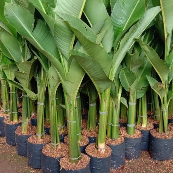 tanaman hias pisang karibay