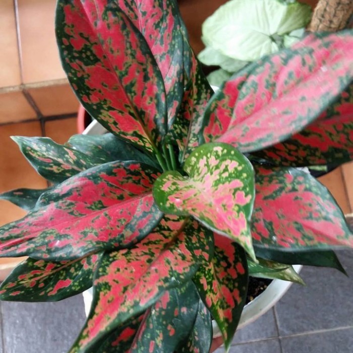 Tanaman hias aglonema ruby batik garuda