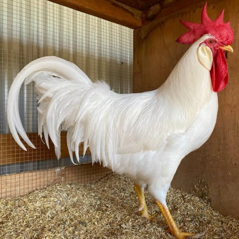 

Fertil TELUR FERTIL AYAM WHITE LEGHORN PETELUR HANDAL UNTUK DI TETASKAN