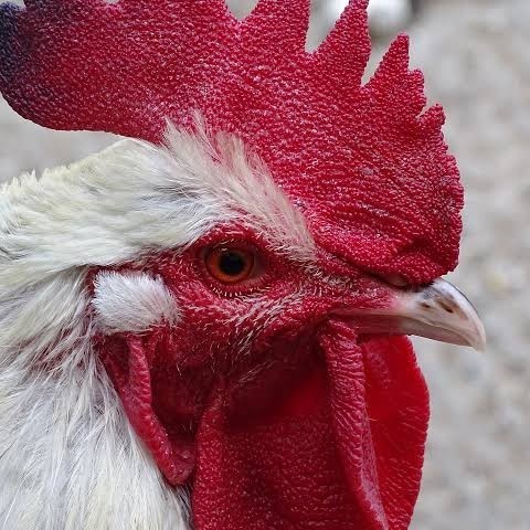 

Fertil Telur ayam albino mata merah / telur ayam hias fertil siap cod