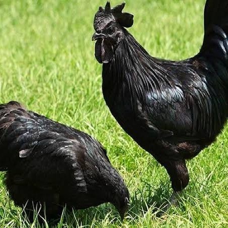 

Fertil Telur ayam hias cemani lidah hitam fertil asli siap ditetaskan - ayam cemani
