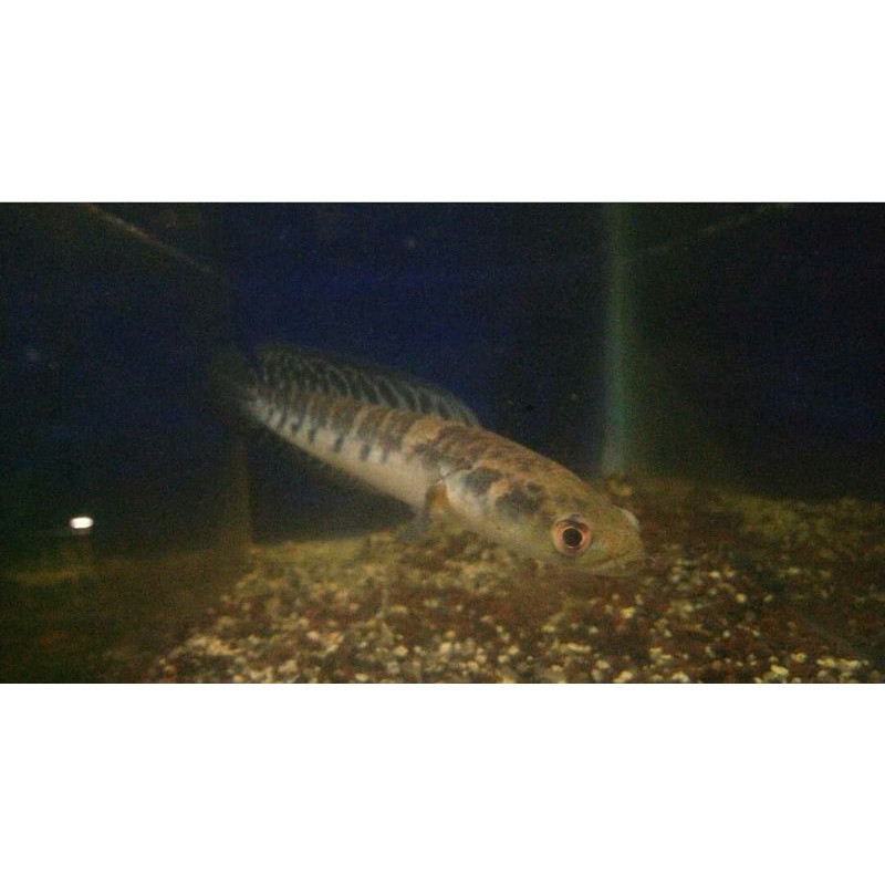 yellow sentarum ys 10-12cm bar rapi cocok buat progresan