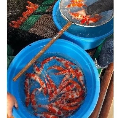 Koi Asli Blitar Kohaku Sanke isi 20 ekor