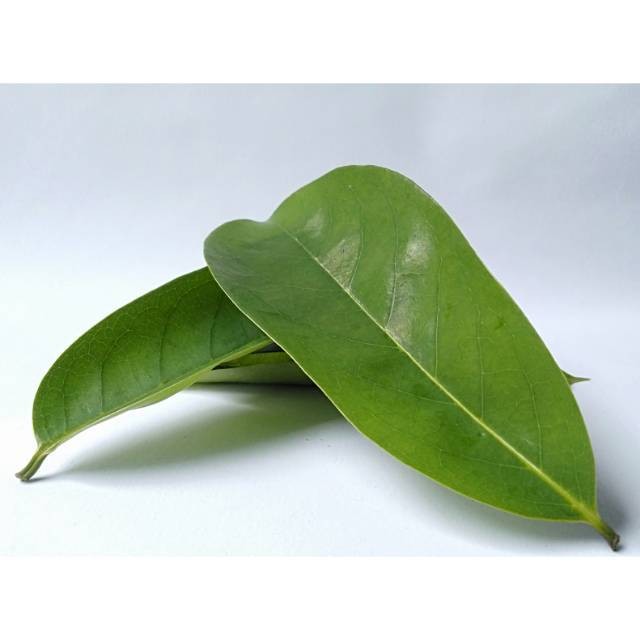 

Daun Sirsak Segar - Non Pestisida / Soursop Leaf