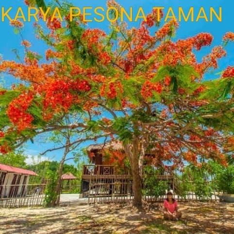 flamboyan - pohon flamboyan bunga kuning orange