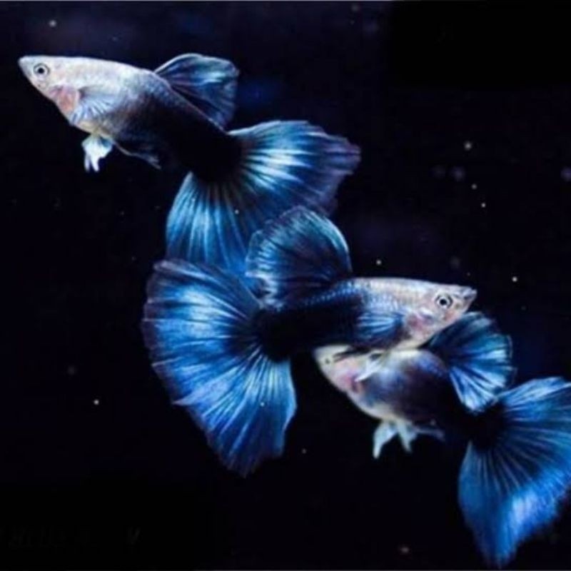 Hiasan Aquarium Guppy Hb Blue Taiwan