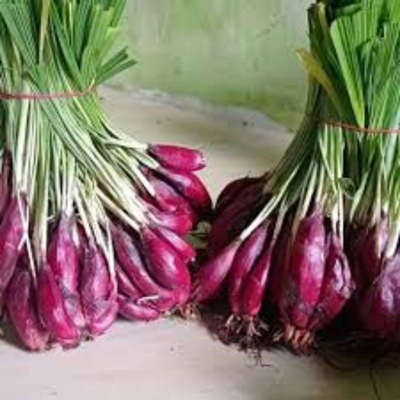 

MAKRIFATBUSINESS Paket 1 Pcs Bibit BAWANG DAYAK Akar Daun dan Biji