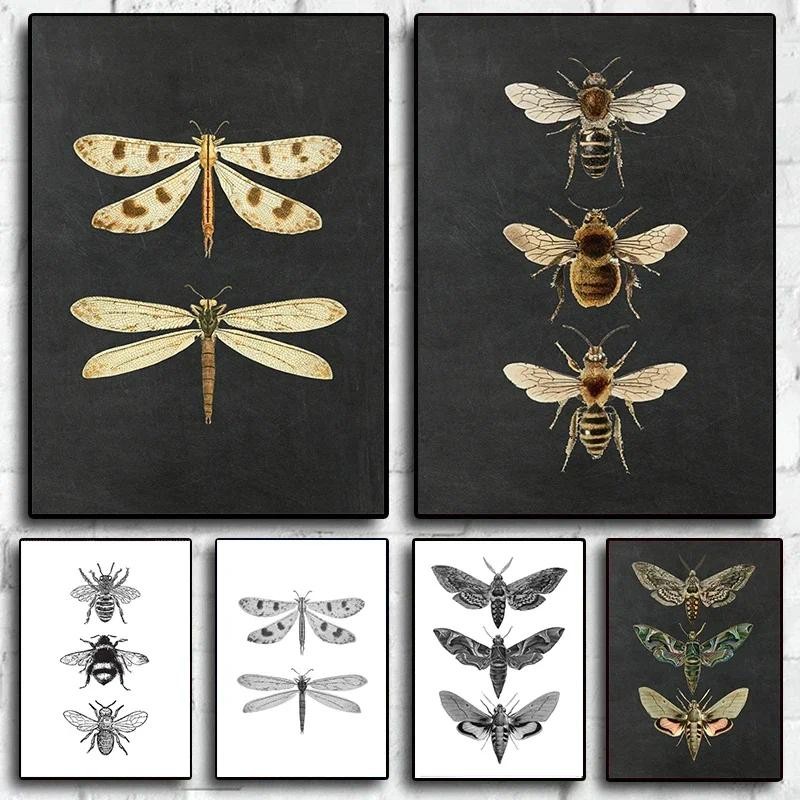 

Vintage Moth Nature Insect Poster Prints Canvas Painting Animal Educational Picture Wall Art Classroom Kids Room Home Decoration